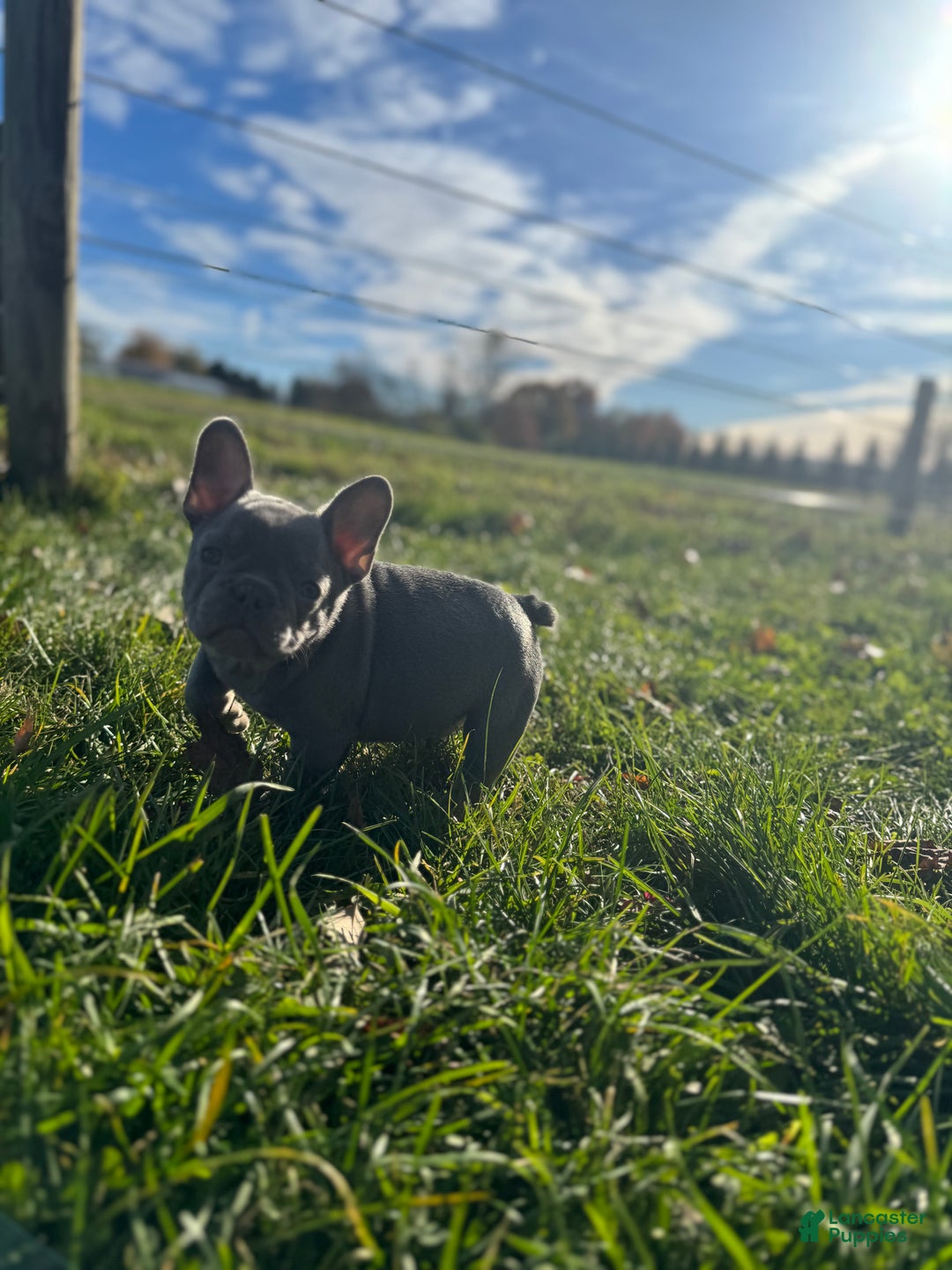 French Bulldog dogs for sale: French Bulldog Puppy 1 - Ad 4