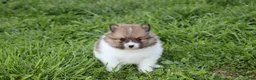 Pomeranian dogs for sale: Theo - Ad 4