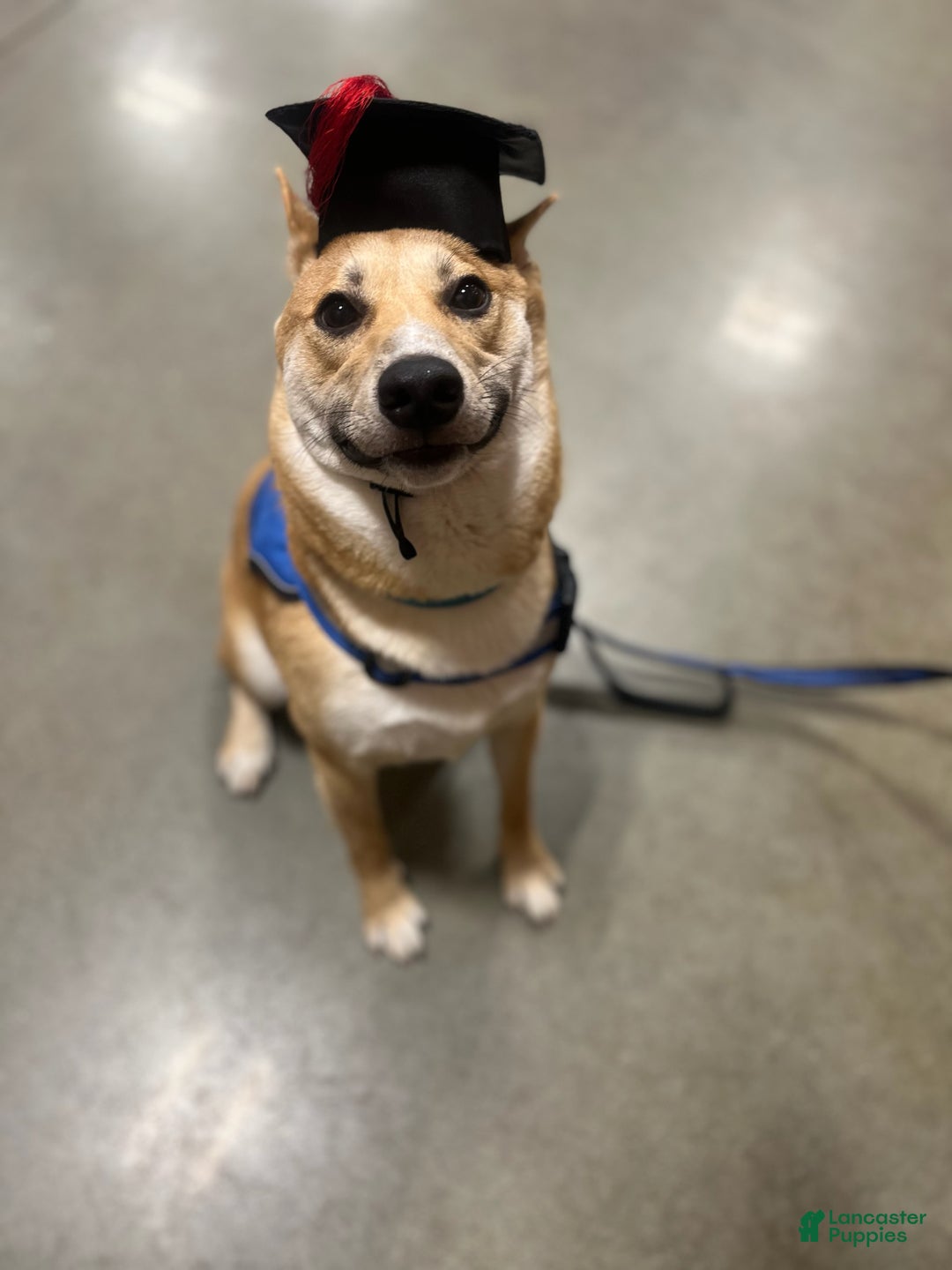 Shiba Inu dogs for stud: Akio Prince Zeke Apache Lou - Ad 8