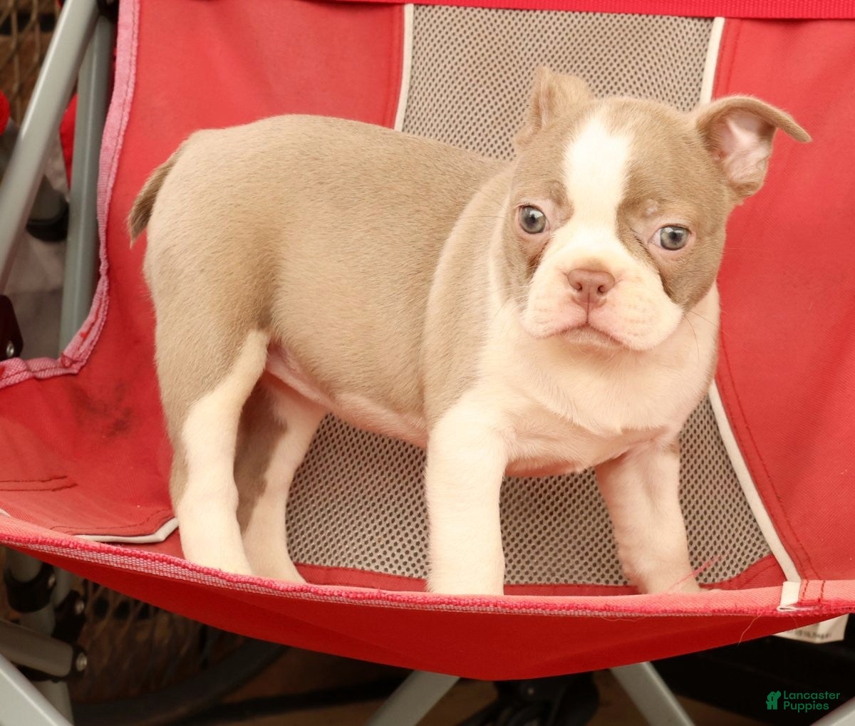 Boston Terrier dogs for sale: Cammie - Ad 7