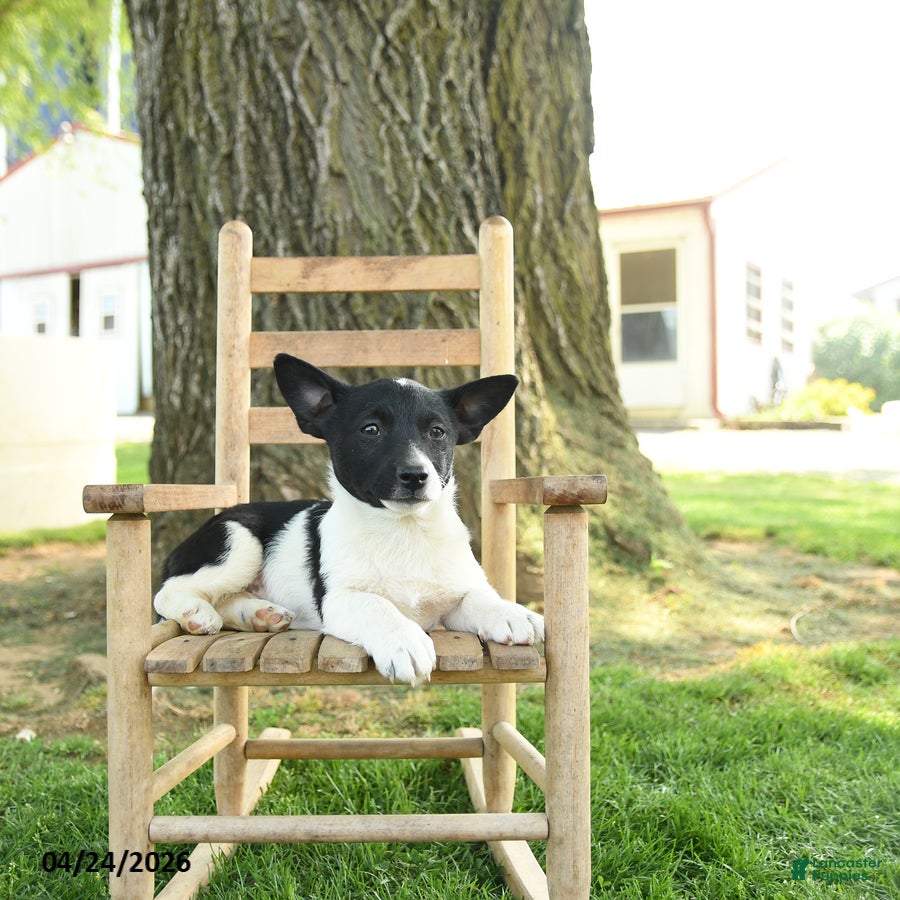 Mixed Breed dogs Oakley - Ad 2