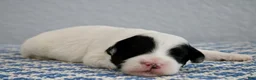 Mini Goldendoodle dogs for sale: WInnie - Ad 8