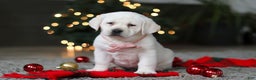 Labrador Retriever dogs for sale: Besty - Ad 3