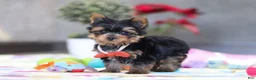 Yorkshire Terrier dogs for sale: Jonah - Ad 1