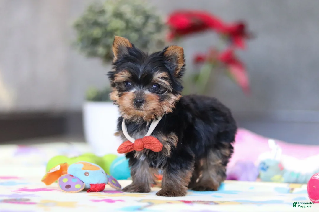 Yorkshire Terrier dogs for sale: Jonah - Ad 1