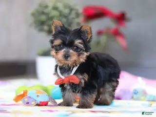 Yorkshire Terrier dogs Jonah - Ad 41