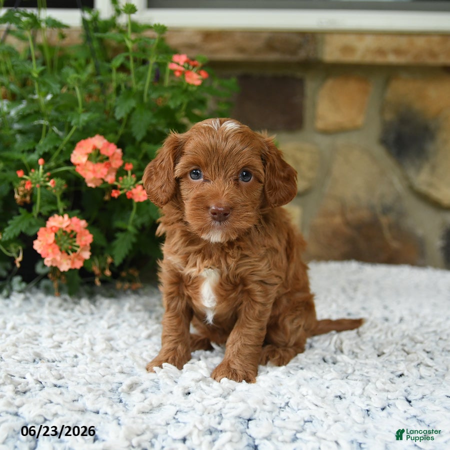 Cavapoo dogs Wanda - Ad 2