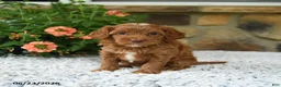 Cavapoo dogs for sale: Wanda - Ad 2