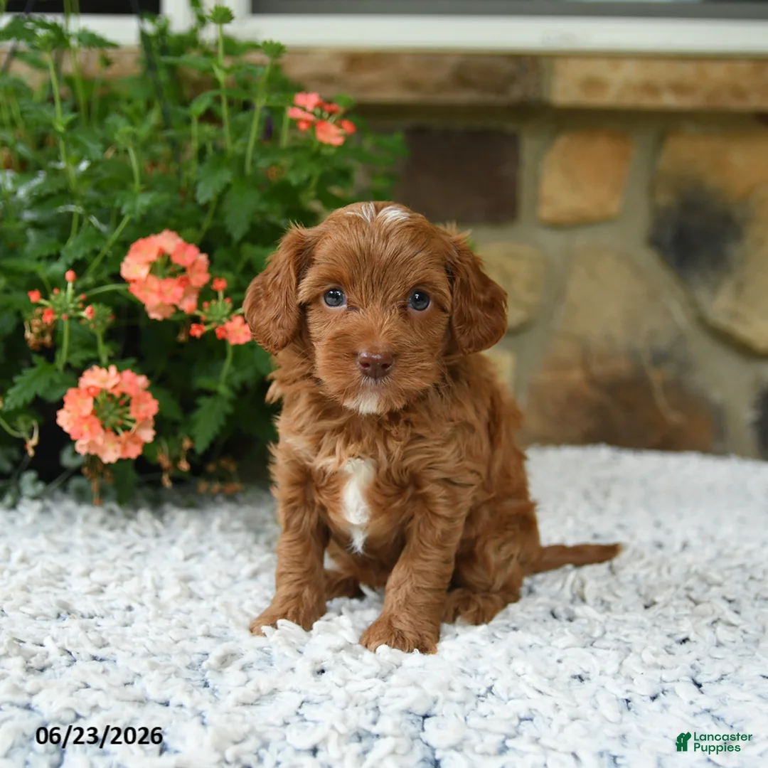 Cavapoo dogs for sale: Wanda - Ad 2