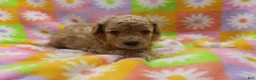 Toy Poodle dogs for sale: Vicking - Ad 4