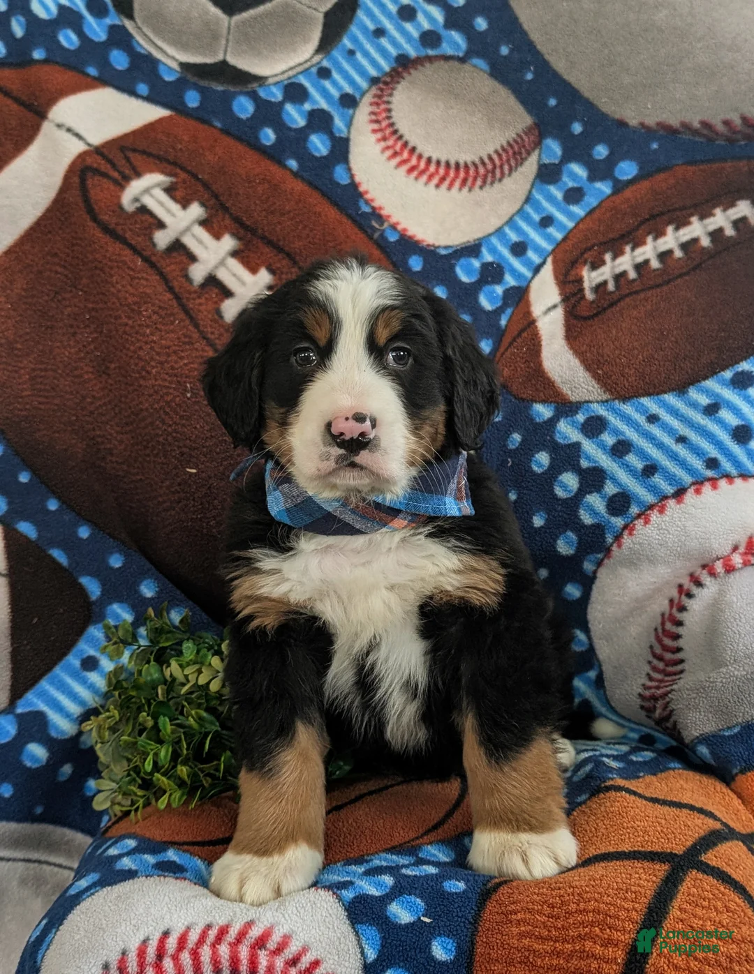 Bernese Mountain Dog dogs for sale: Dodge - Ad 2