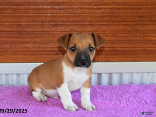 Jack Russell Terrier dogs - Ad 29
