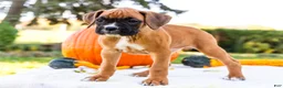 Boxer dogs for sale: Orlando Boxer - Ad 12