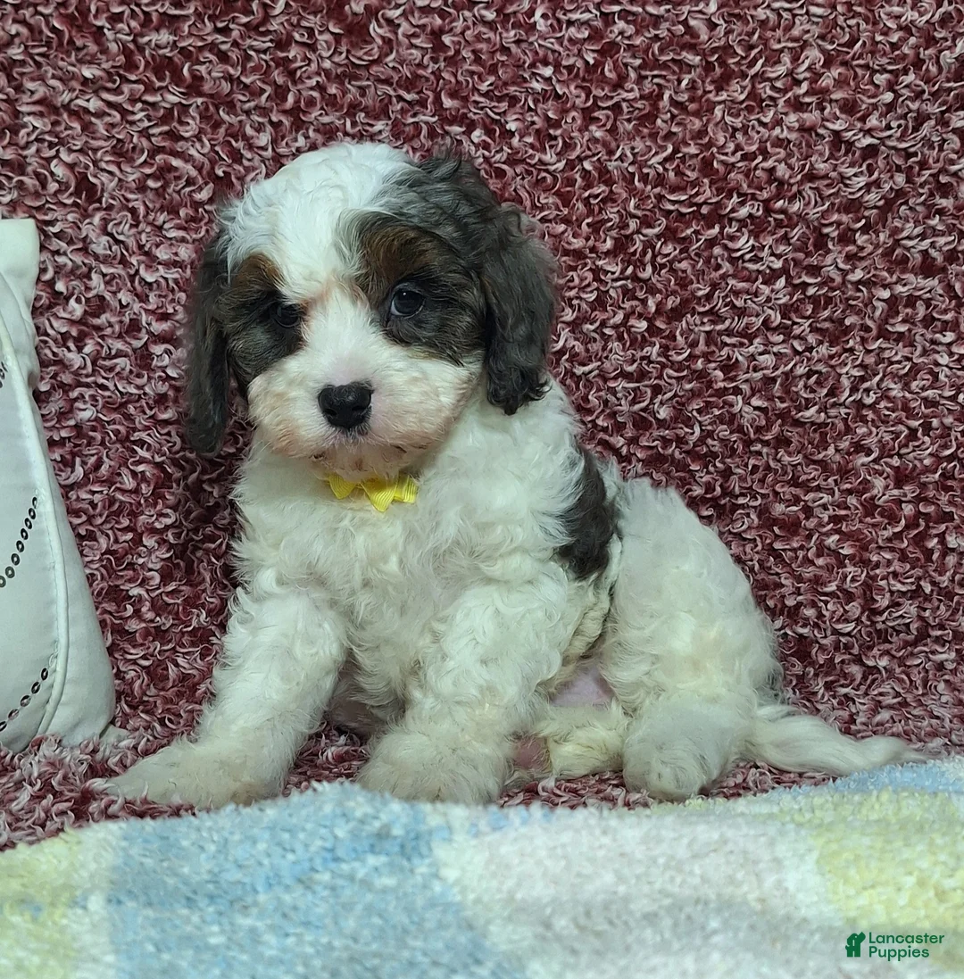 Cavapoo dogs for sale: Caleb - Ad 3