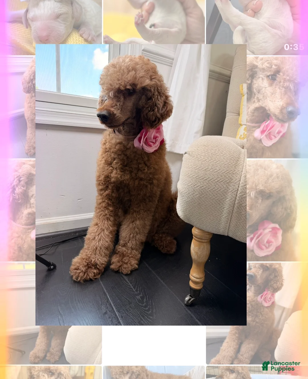 Standard Poodle dogs for sale: Rock - Ad 9
