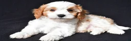 Cavapoo dogs for sale: Charlie - Ad 8