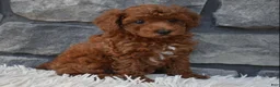 Toy Poodle dogs for sale: Charlie  - Ad 5