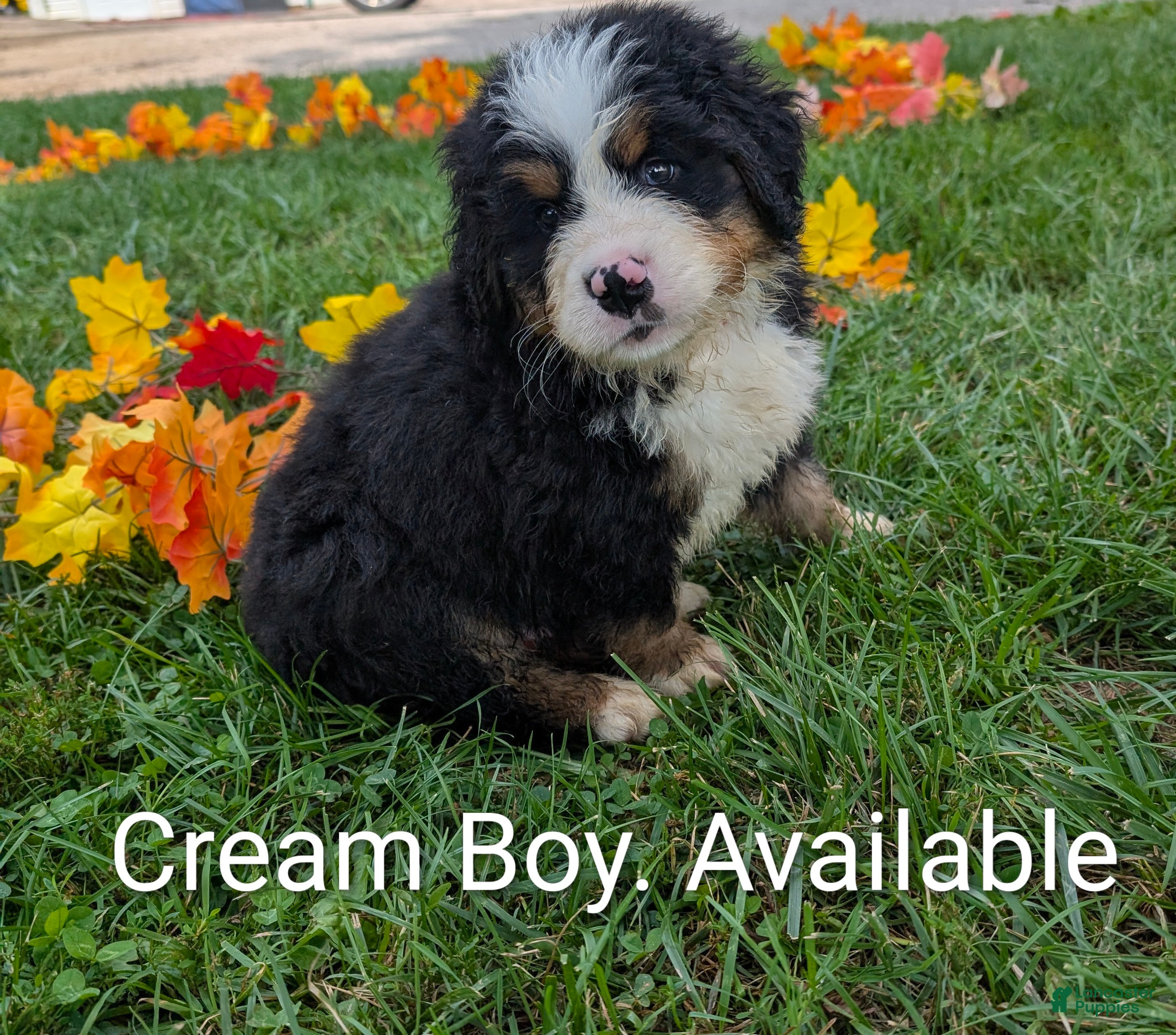 Bernese Mountain Dog dogs for sale: Bear the Cream boy. - Ad 4