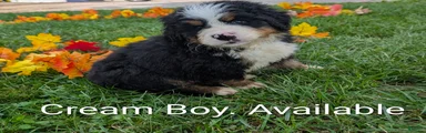 Bear the Cream boy.