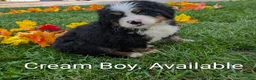 Bernese Mountain Dog dogs for sale: Bear the Cream boy. - Ad 1