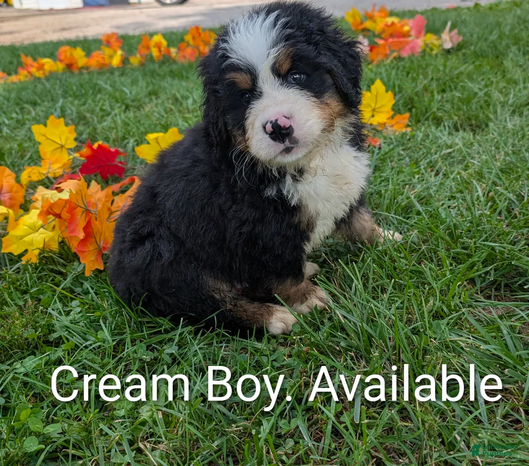 Bernese Mountain Dog dogs for sale: Bear the Cream boy. - Ad 1