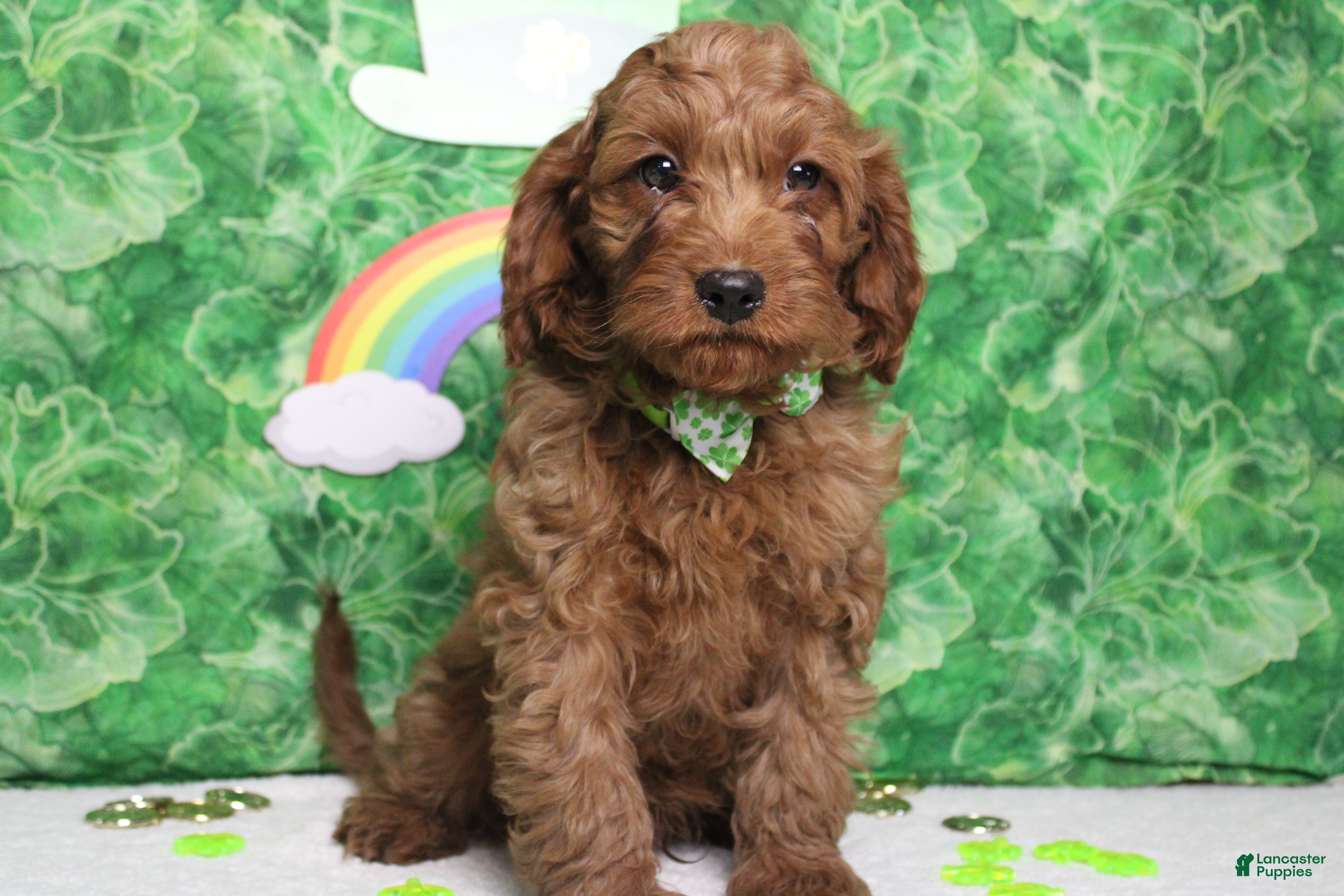 Cavapoo dogs Cinnamon  - Ad 4