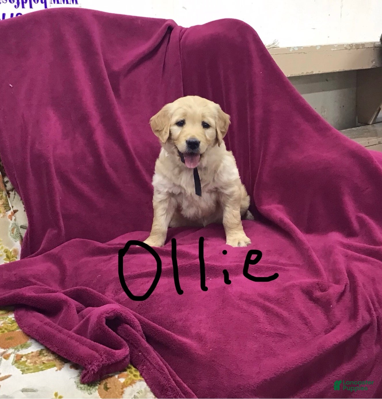 Golden Retriever dogs Golden Retriever Puppy 4 - Ad 14