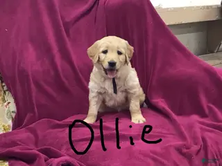 Golden Retriever dogs Golden Retriever Puppy 4 - Ad 5