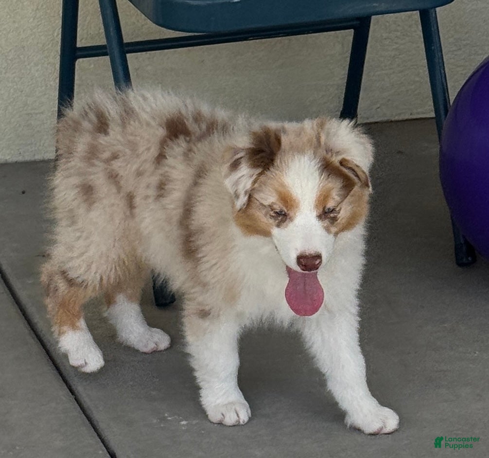 Australian Shepherd dogs Australian Shepherd Male - Ad 36