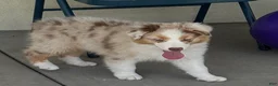 Australian Shepherd dogs for sale: Australian Shepherd Male - Ad 1