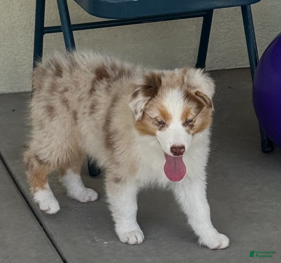 Australian Shepherd dogs for sale: Australian Shepherd Male - Ad 1
