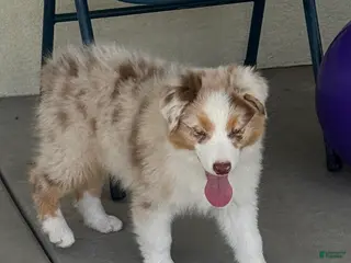 Australian Shepherd dogs Australian Shepherd Male - Ad 36