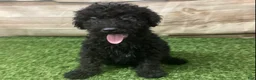 Kerry Blue Terrier dogs for sale: Teddy - Ad 4