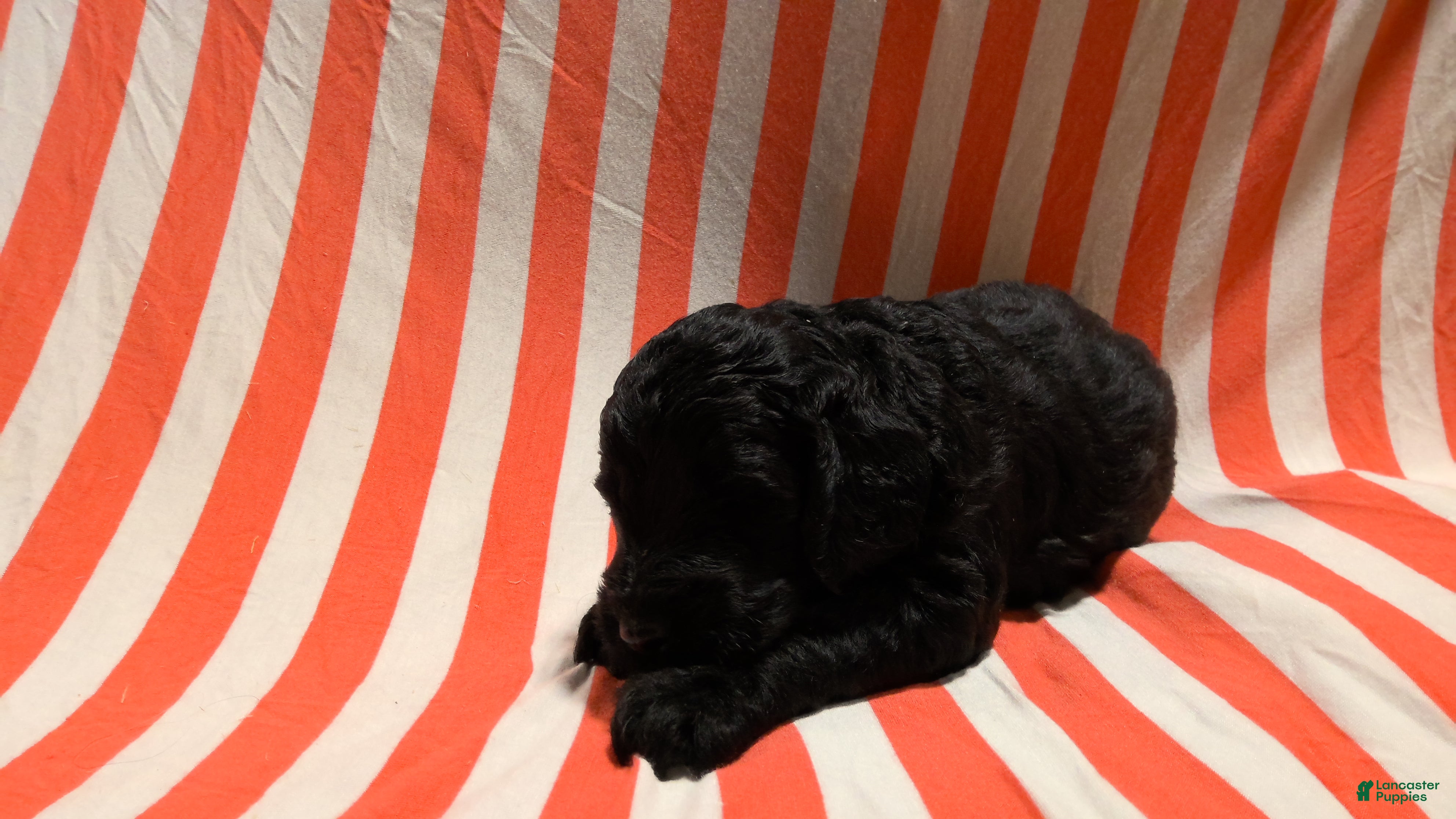 Mini Goldendoodle dogs Kenzie - Ad 2