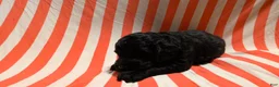 Mini Goldendoodle dogs for sale: Kenzie - Ad 7
