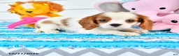 Cavalier King Charles Spaniel dogs for sale: Rina - Ad 3