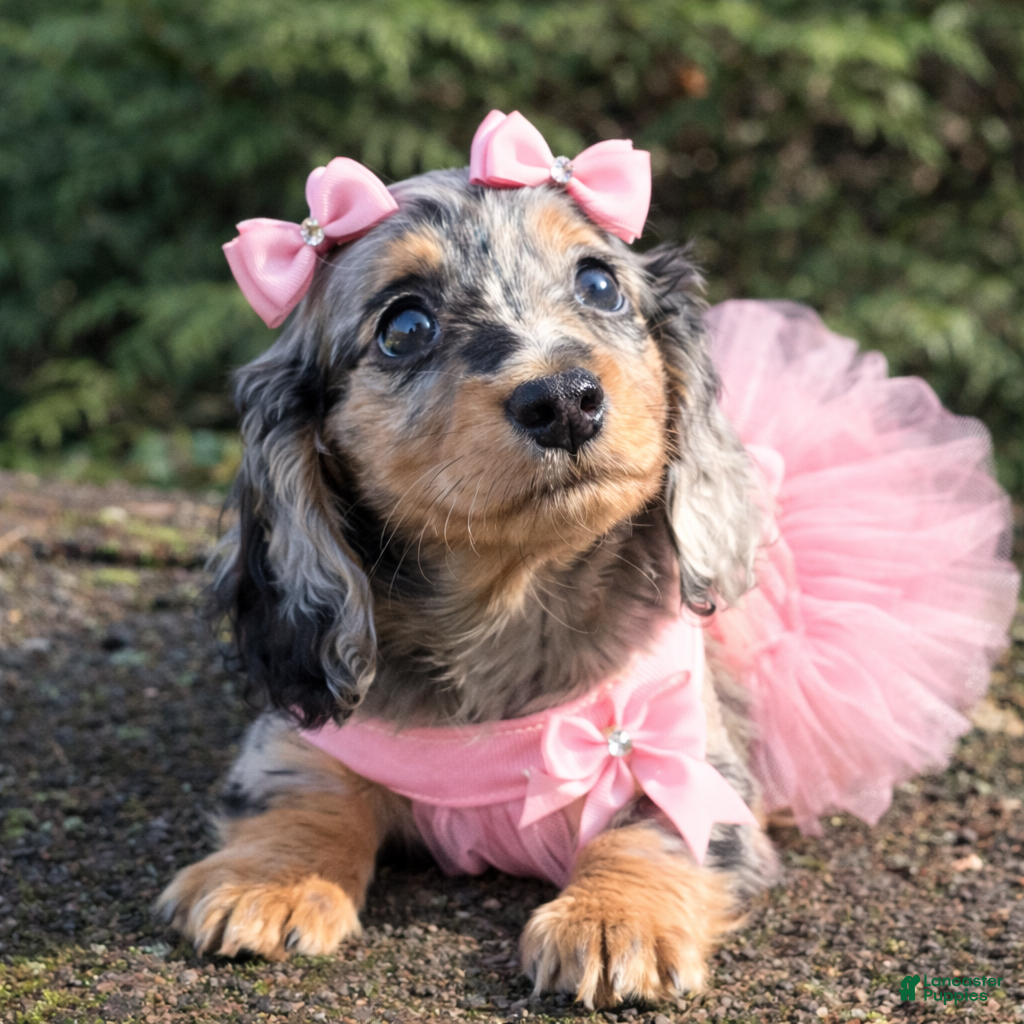 Miniature Dachshund dogs for sale: Iris - Ad 3