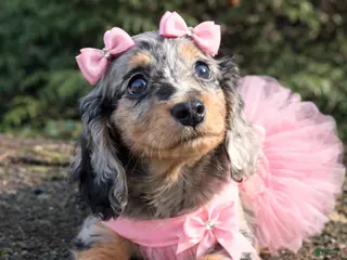 Miniature Dachshund dogs for sale: Iris - Ad 3