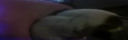 Chorkie dogs for sale: Chorkie 2 - Ad 8