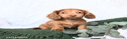 Miniature Dachshund dogs for sale: Tucker - Ad 2