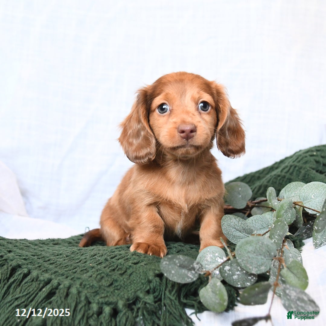 Miniature Dachshund dogs for sale: Tucker - Ad 2