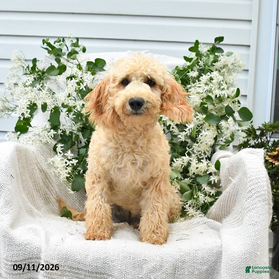 Goldendoodle dogs Mackenzie - Ad 2
