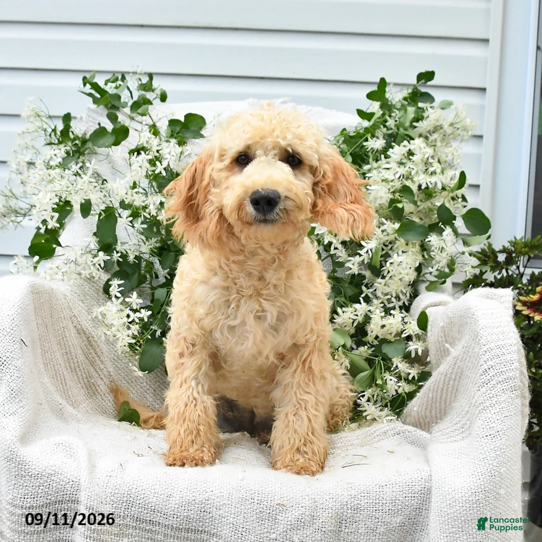 Goldendoodle dogs for sale: Mackenzie - Ad 2