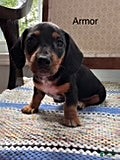 Mini Aussiedoodle dogs Armor - Ad 2