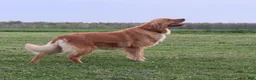 Golden Retriever dogs for sale: LESLIE - Ad 10