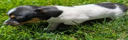 Jack Russell Terrier dogs for sale: Joker - Ad 7