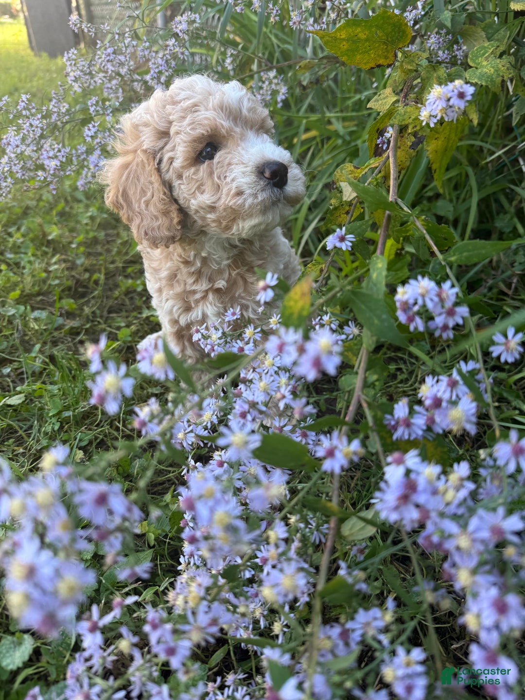 Mixed Breed dogs for sale: Mixed Breed Puppy 1 - Ad 3