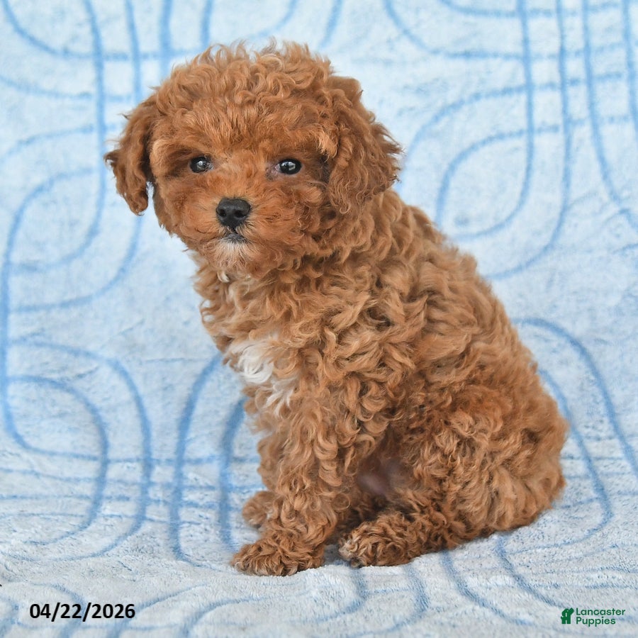 Toy Poodle dogs Twinkles - Ad 2