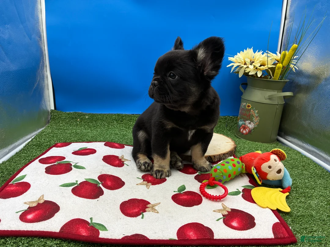 French Bulldog dogs for sale: French Bulldog 2 - Ad 2