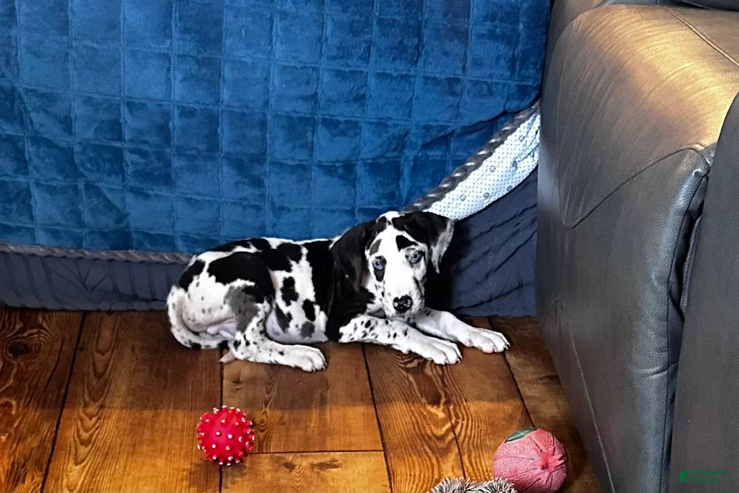 Great Dane dogs for sale: Asher - Ad 1